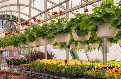 Best choice perennials for the Midwest