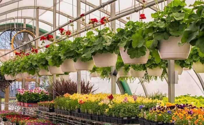 Best choice perennials for the Midwest