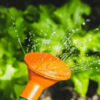 How often should you water your vegetable garden?