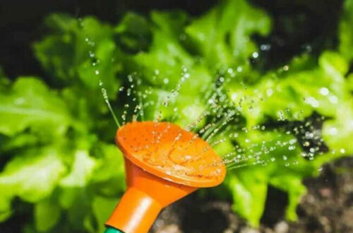 How often should you water your vegetable garden?