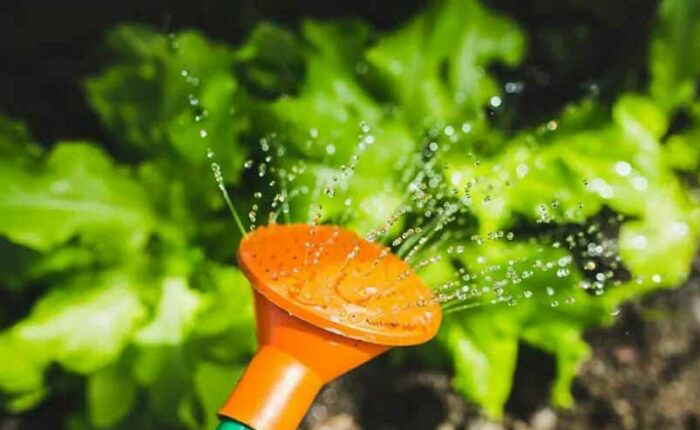 How often should you water your vegetable garden?