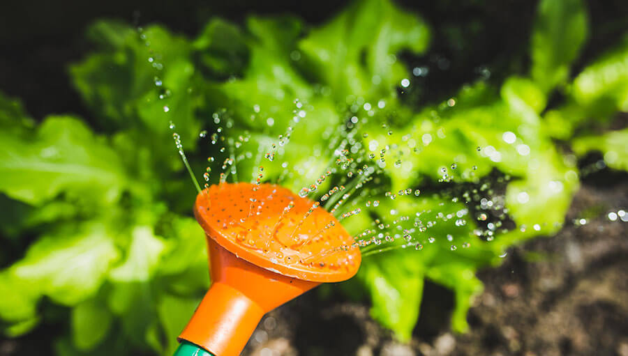How often should you water your vegetable garden